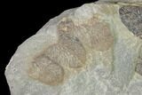 Pennsylvanian Fossil Fern (Neuropteris) Plate - Kentucky #136797-1